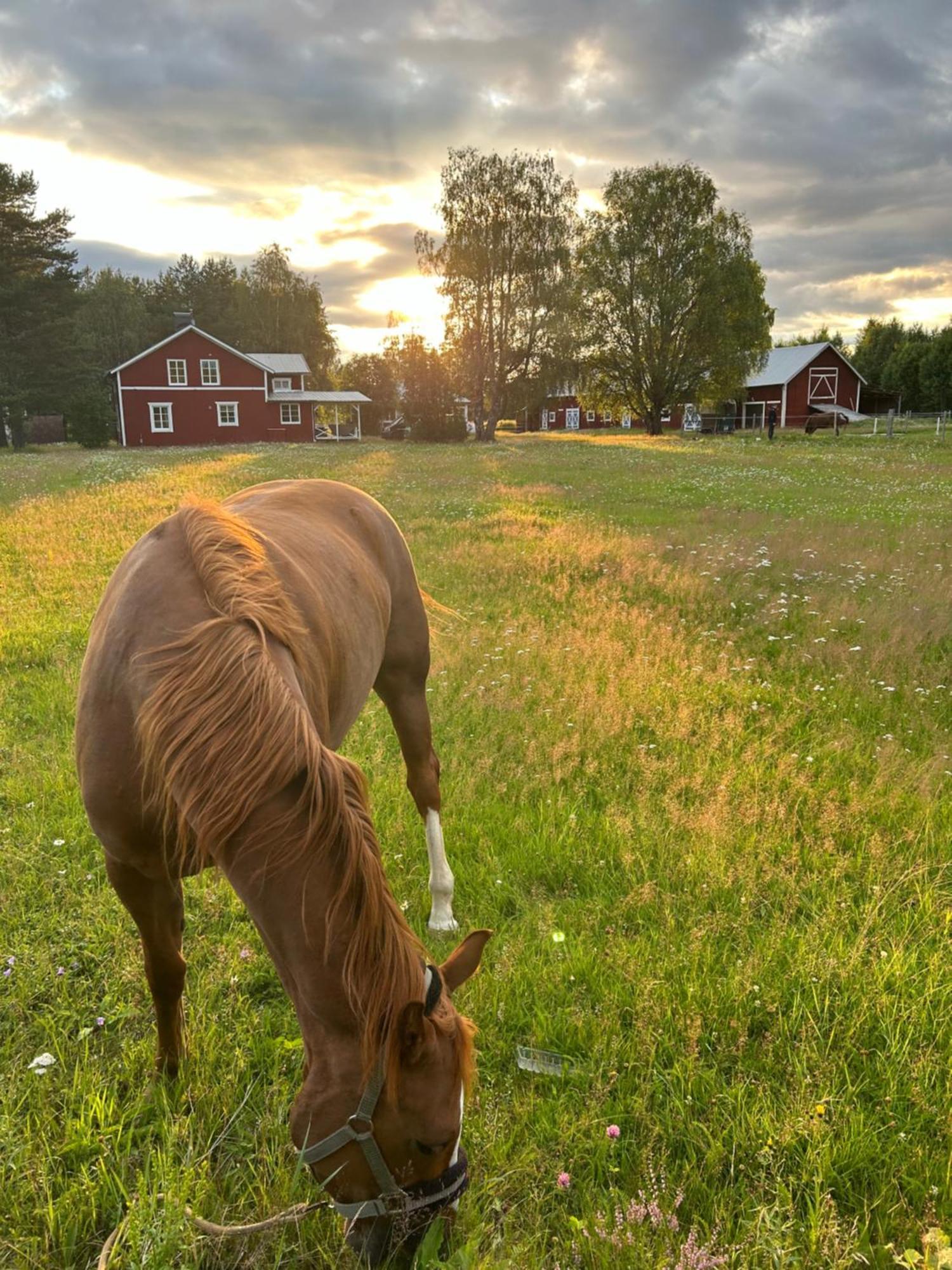 Hus I Ljuset Villa Näsåker Exteriör bild